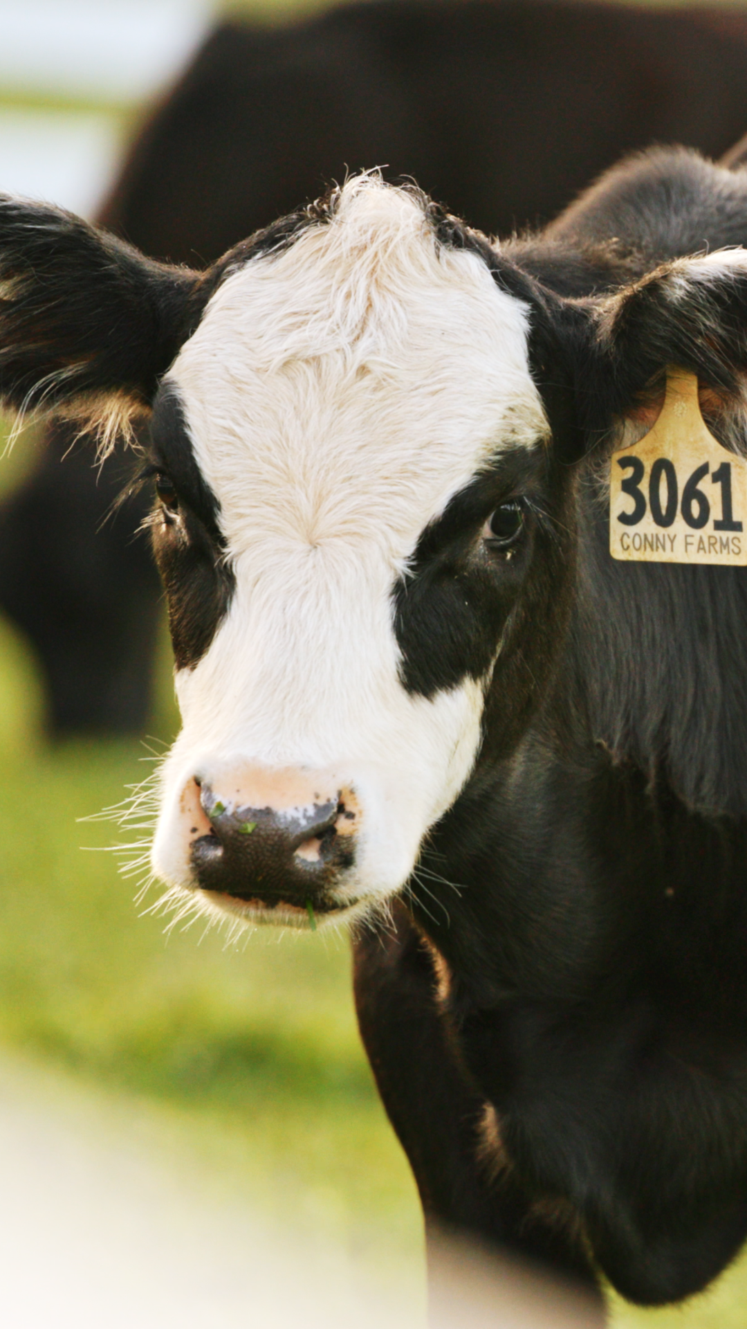 TKG photography on-location at Conny Farms
